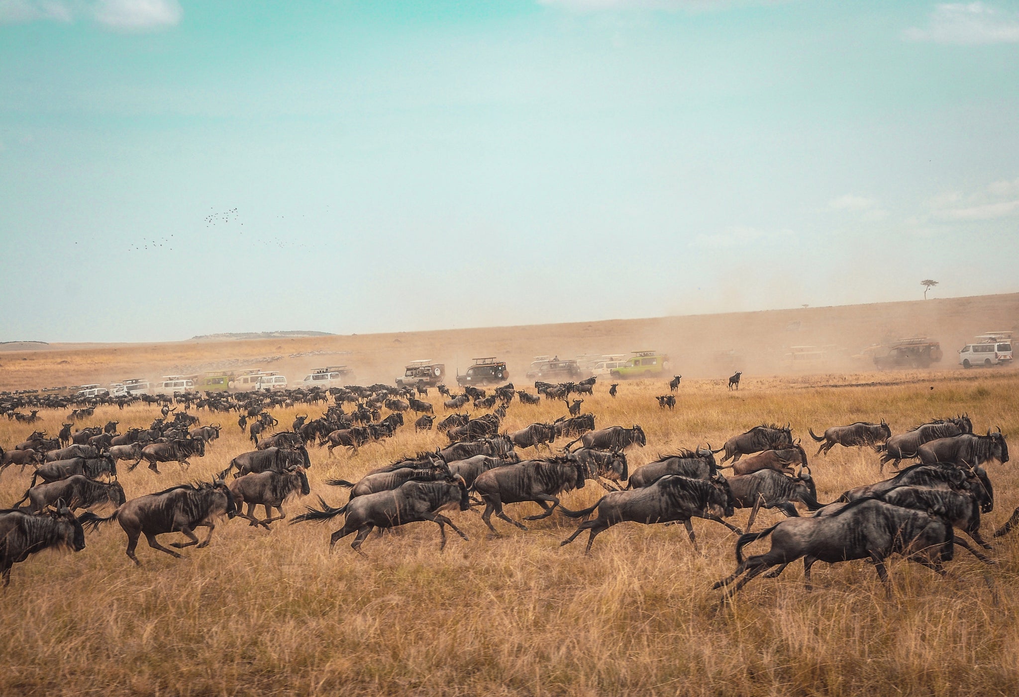 Serengeti, Wildebeest migration, Africa, Travel 