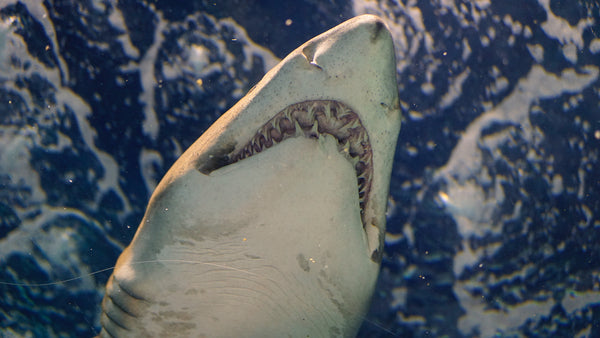 Shark cage dive