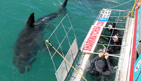 Shark cage diving south africa