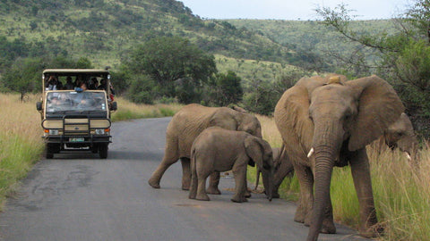 Elephants Pilanesberg National Park