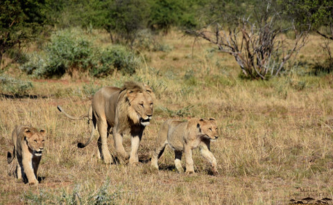 Pilanesberg Lions