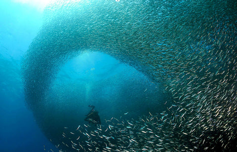 Sardine Run Diver in a Sardine bait ball.