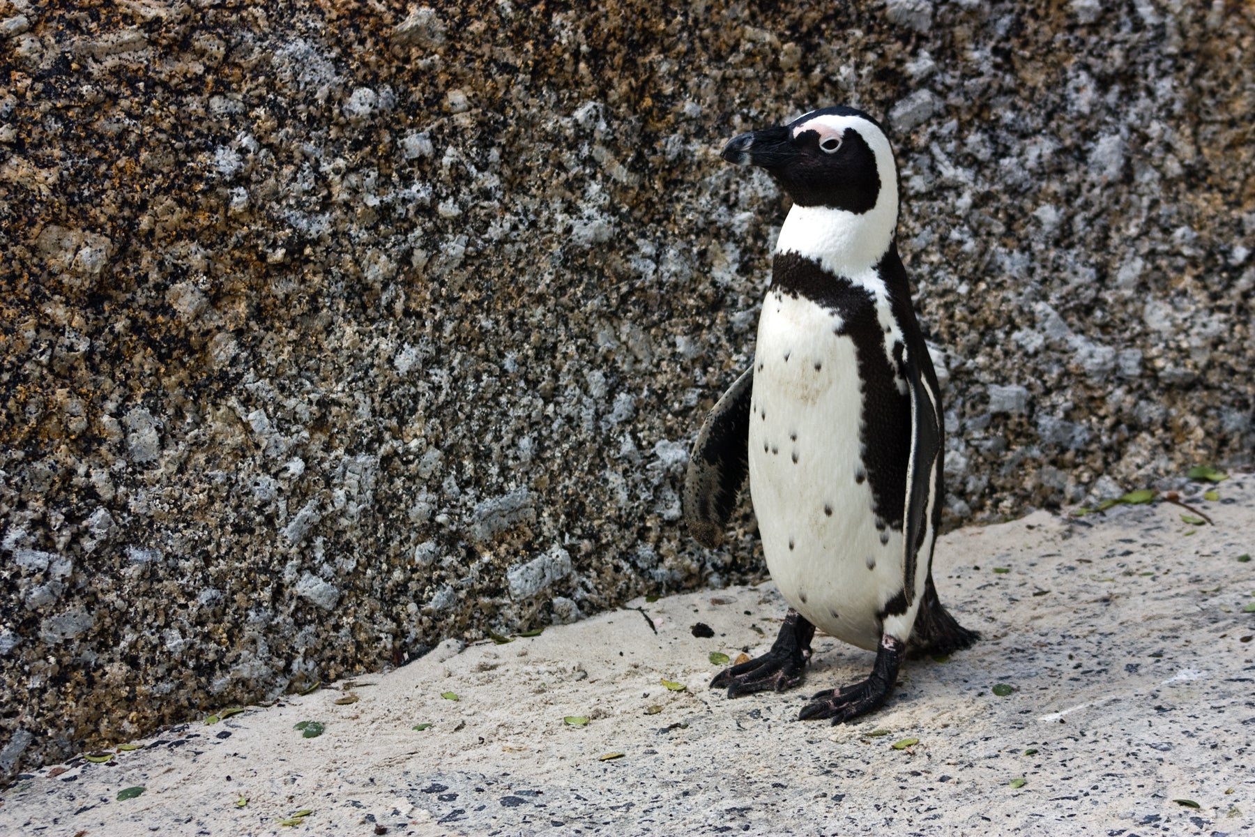 Penguin, Boulders Beach, SimonsTown, Cape Town