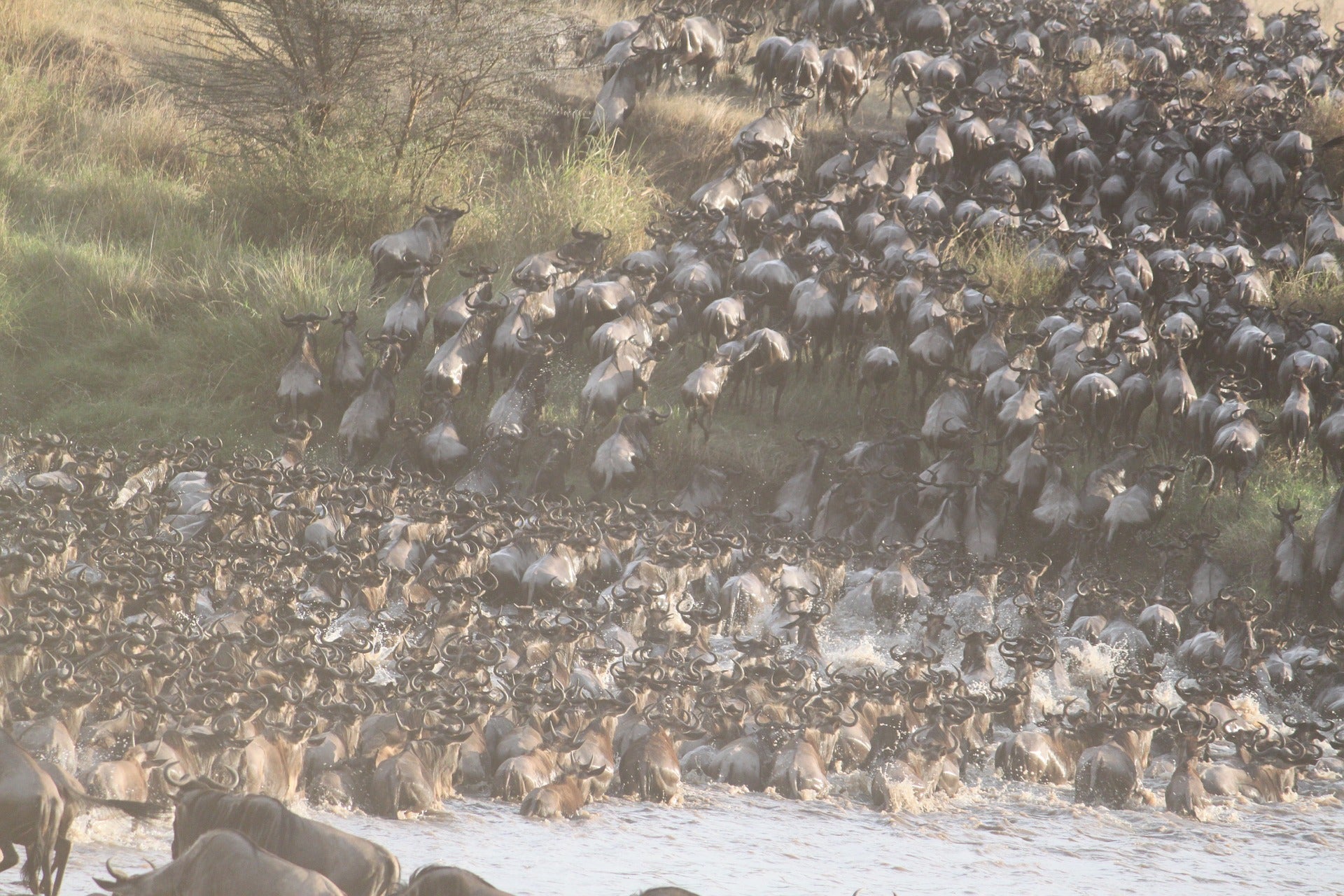 Widebeest Great Migration in Serengeti, Tanzania