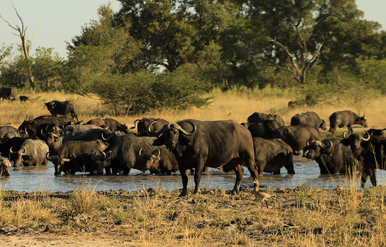 botswana safari tour