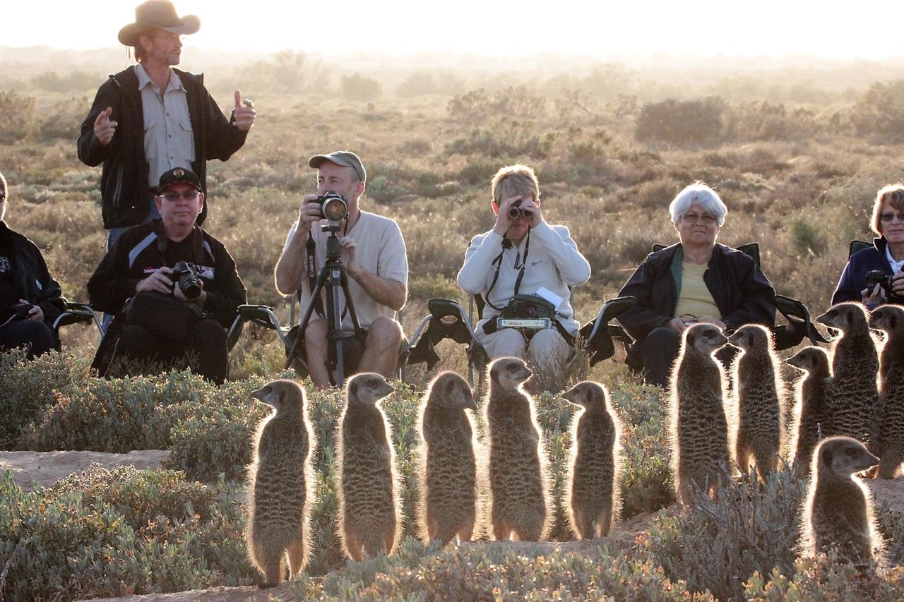 meerkat ghost tours