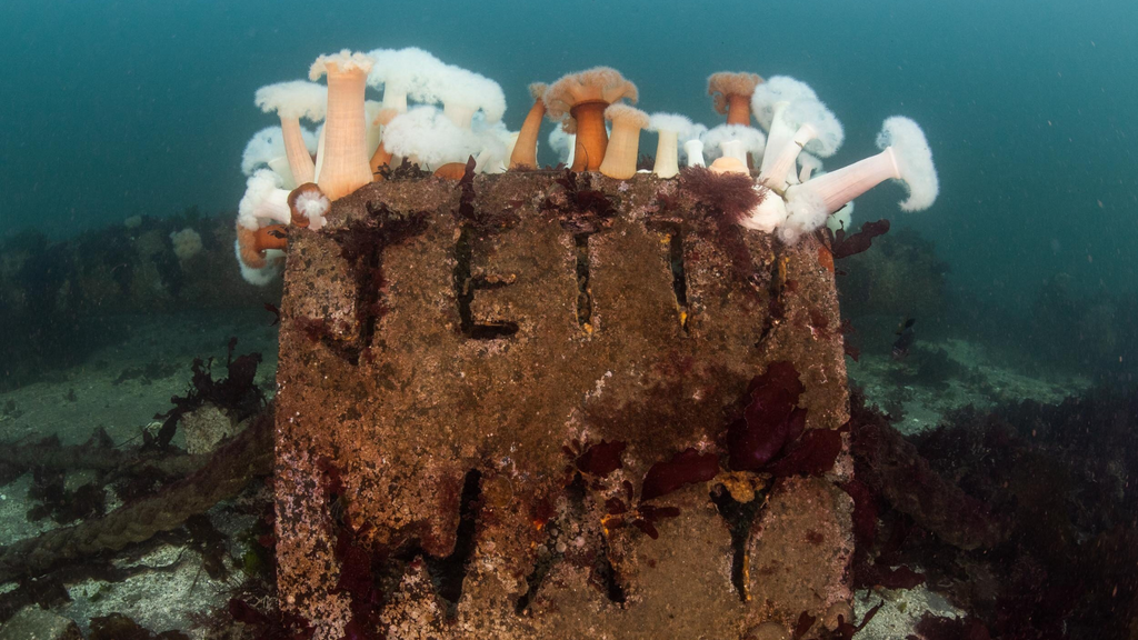 Edmonds Underwater Park