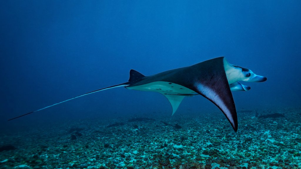 Hawaiian Manta Ray