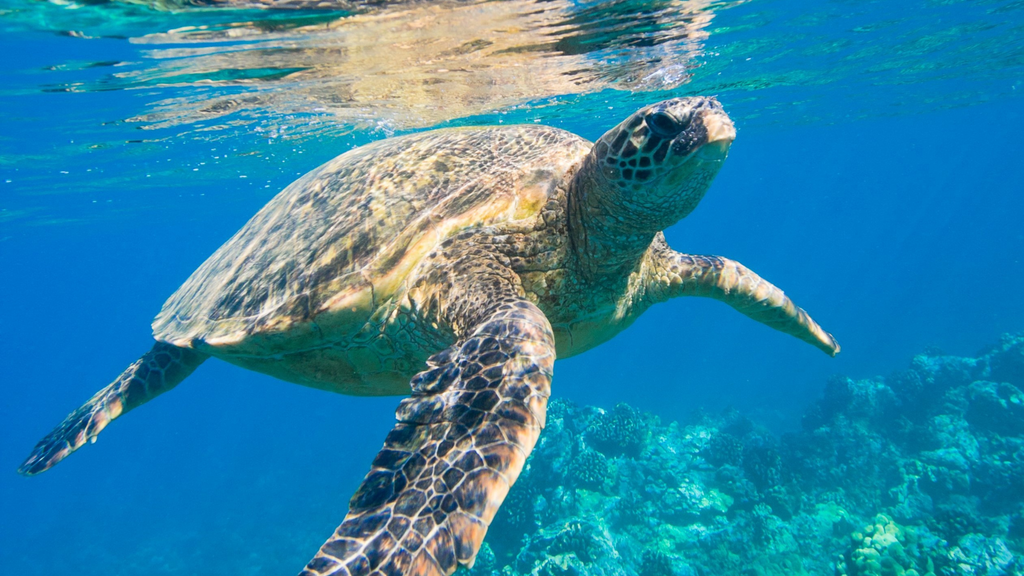 Sea Turtle Swimming