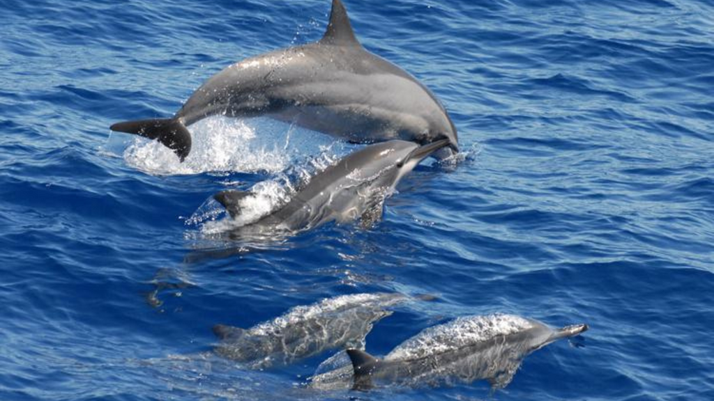 Spinner Dolphins Kahe Point Beach Park