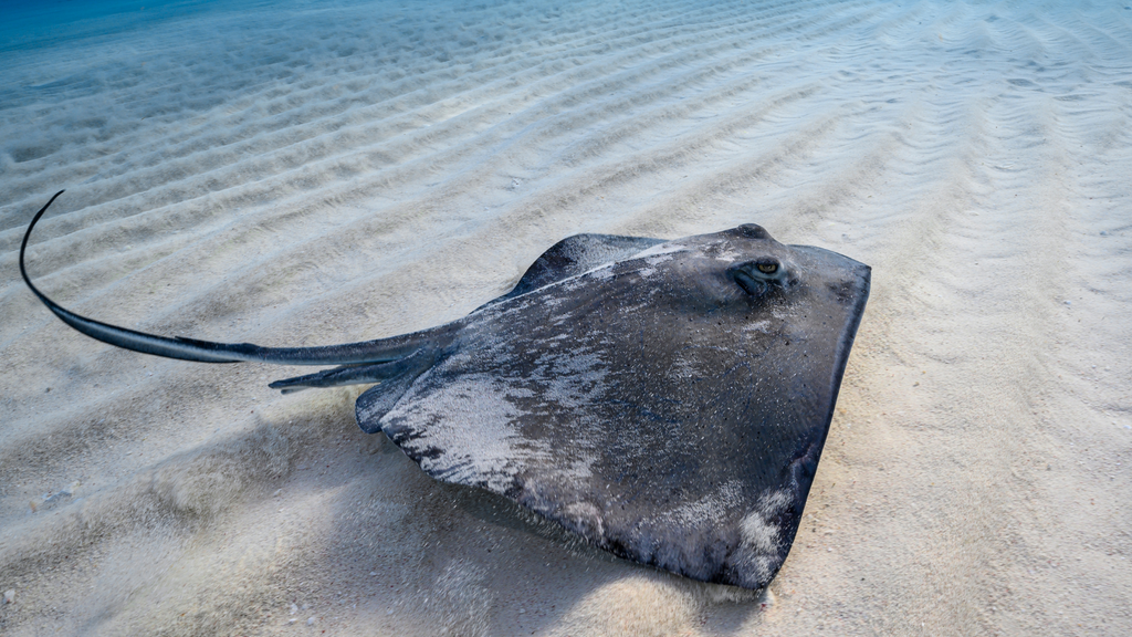 Stingrays near sand