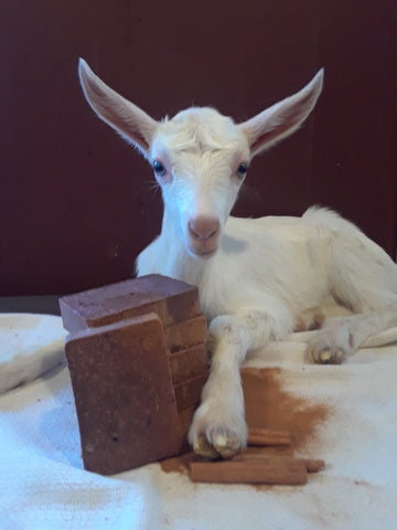 Goat Milk Soap- Glitter Goat