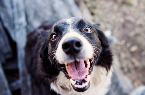 happy dog dog