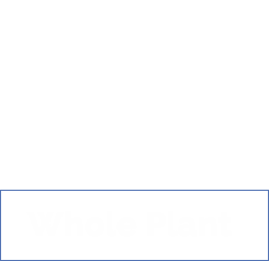 Whole Plant