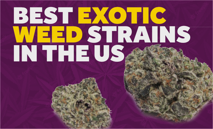 best exotic weed strains in the us