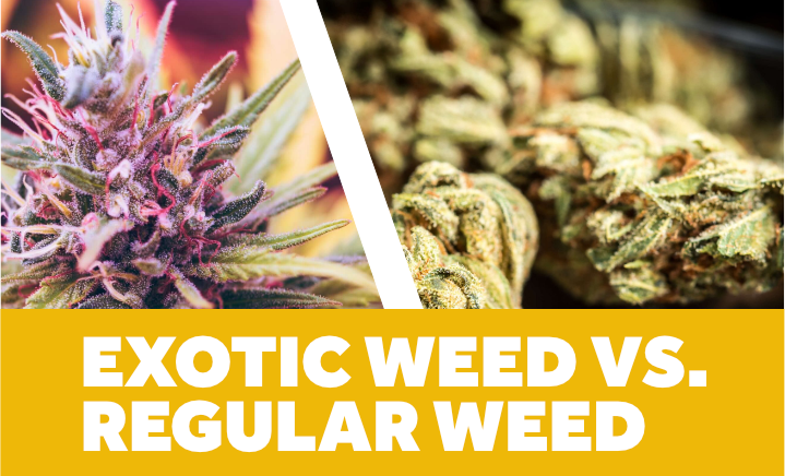 exotic weed vs regular weed