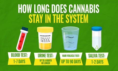 how long does cannabis stay in the system