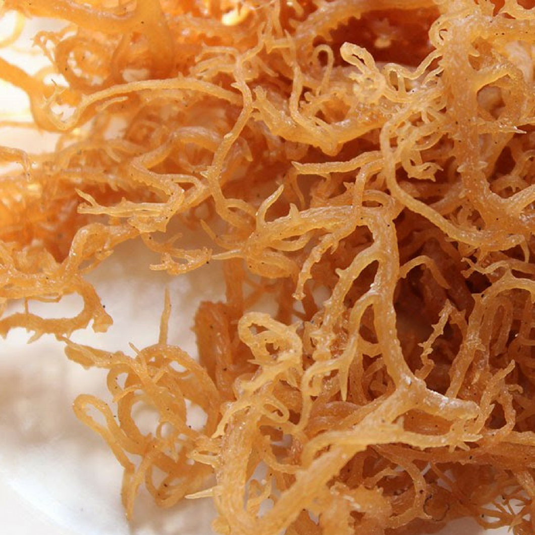 Sea Moss Png - Find the best free stock images about sea moss. - Maikensmat