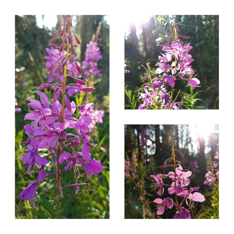 Wild Alaska Fireweed Flowers