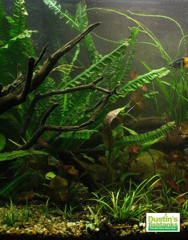 How to Set up an Aquarium With Live Plants: 14 Steps
