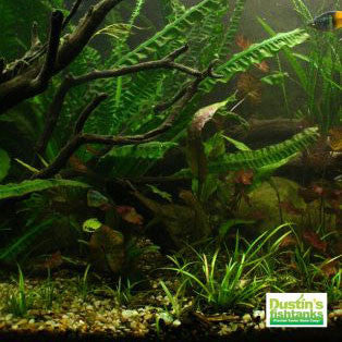 Wholesale Aquarium Plants For Sale – DustinsFishtanks