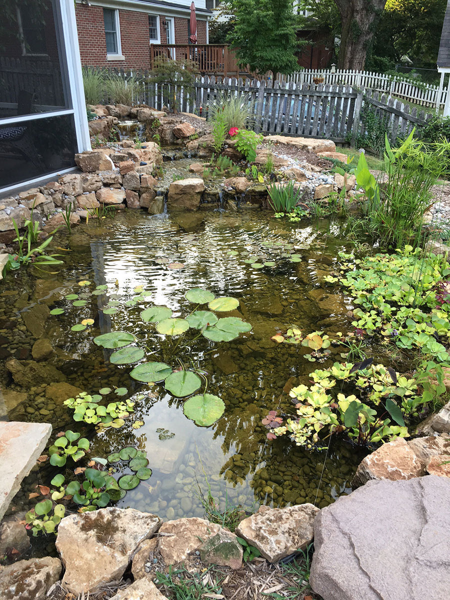 Pond Plants (Garden Pond and Terrarium plants) – DustinsFishtanks