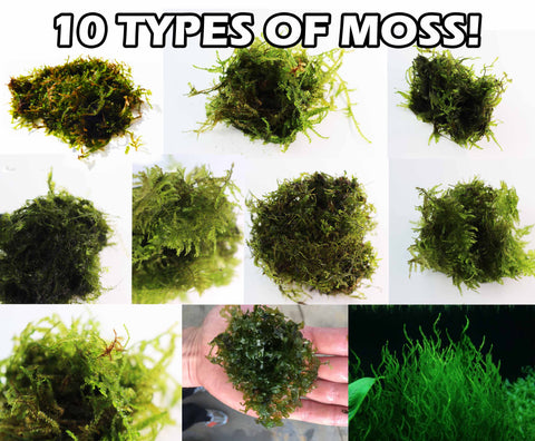 java moss, moss, mosses, aquarium moss, fish tank moss