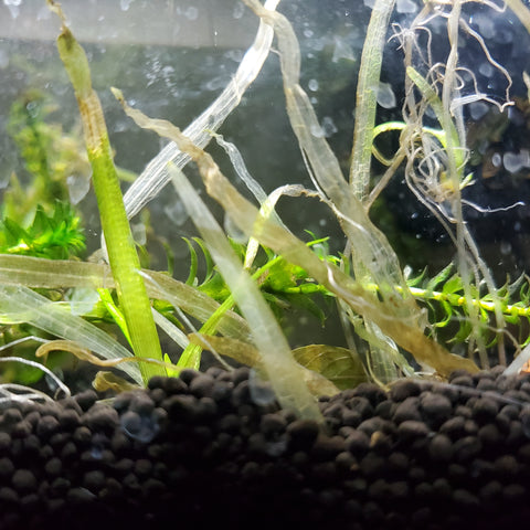 Melted plants in the foreground of a planted aquarium