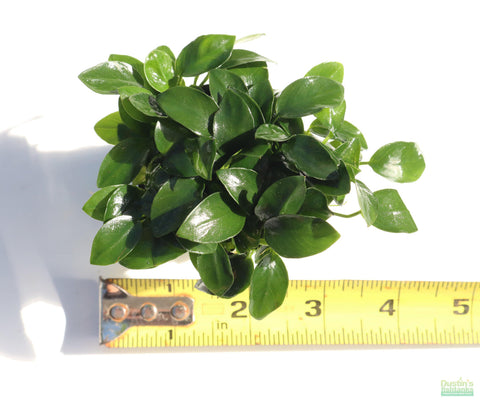 Anubias nana petite