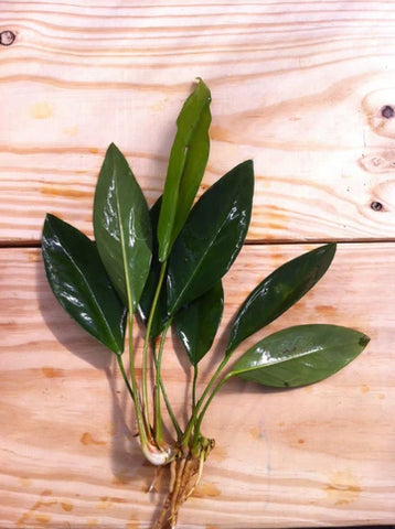 An Anubias congensis aquarium plant on a wooden background; with narrower, dark green leaves w/ a lighter underside, thin stems