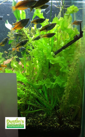 A bunch of Aponogeton ulvaceus in a planted aquarium with fish swimming in the foreground