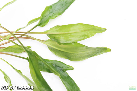 Cryptocoryne lutea