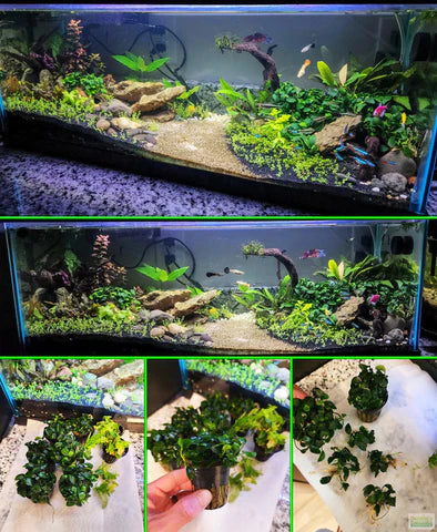 A collage of five images. The top two are of a Dustin's Fishtanks customer's planted tank filled with a variety of species; the bottom three are a bunch of Anubias nana petite