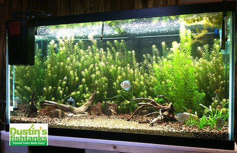 aquascaping