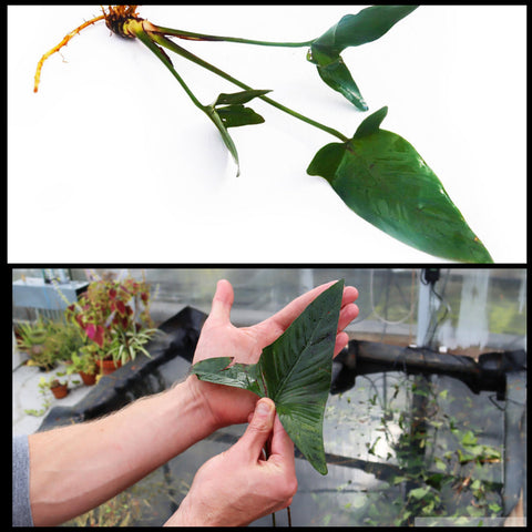 A collage of 2 images. Top Image: An Anubias gigantea plant (dark green, arrow-shaped leaves, with tan roots and long green stems). Bottom Image: a size comparison between Gigantea's leaves and a hand (Gigantea is bigger)