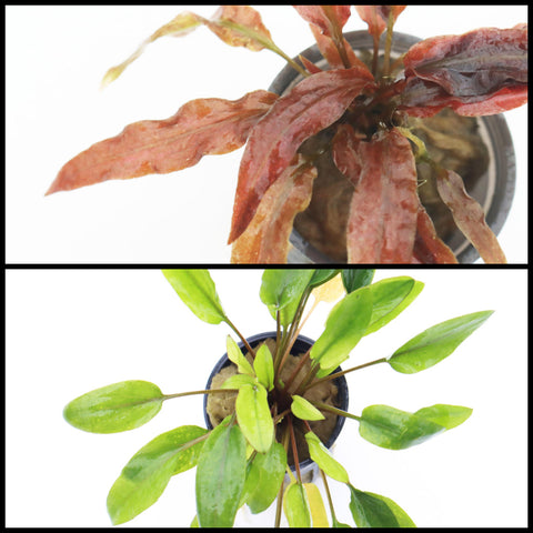 Cryptocoryne wendtii red (top pic; plant with narrow red leaves) and Cryptocoryne wendtii Hybrid (bottom picture; potted plant with narrow leaves and thin stems)