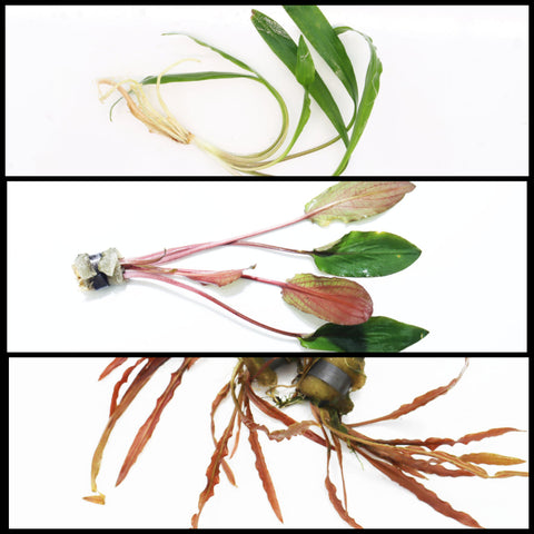 Three images of Cryptocoryne albida 