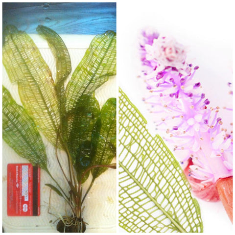 A collage of Aponogeton madagascariensis; the left side shows the lacey leaves and the plant with a credit card for scale. The right shows a closeup of the plant's flowers