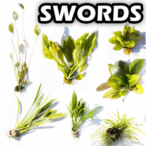 Several Amazon Sword (Echinodorous) aquarium plant species arranged on a white background