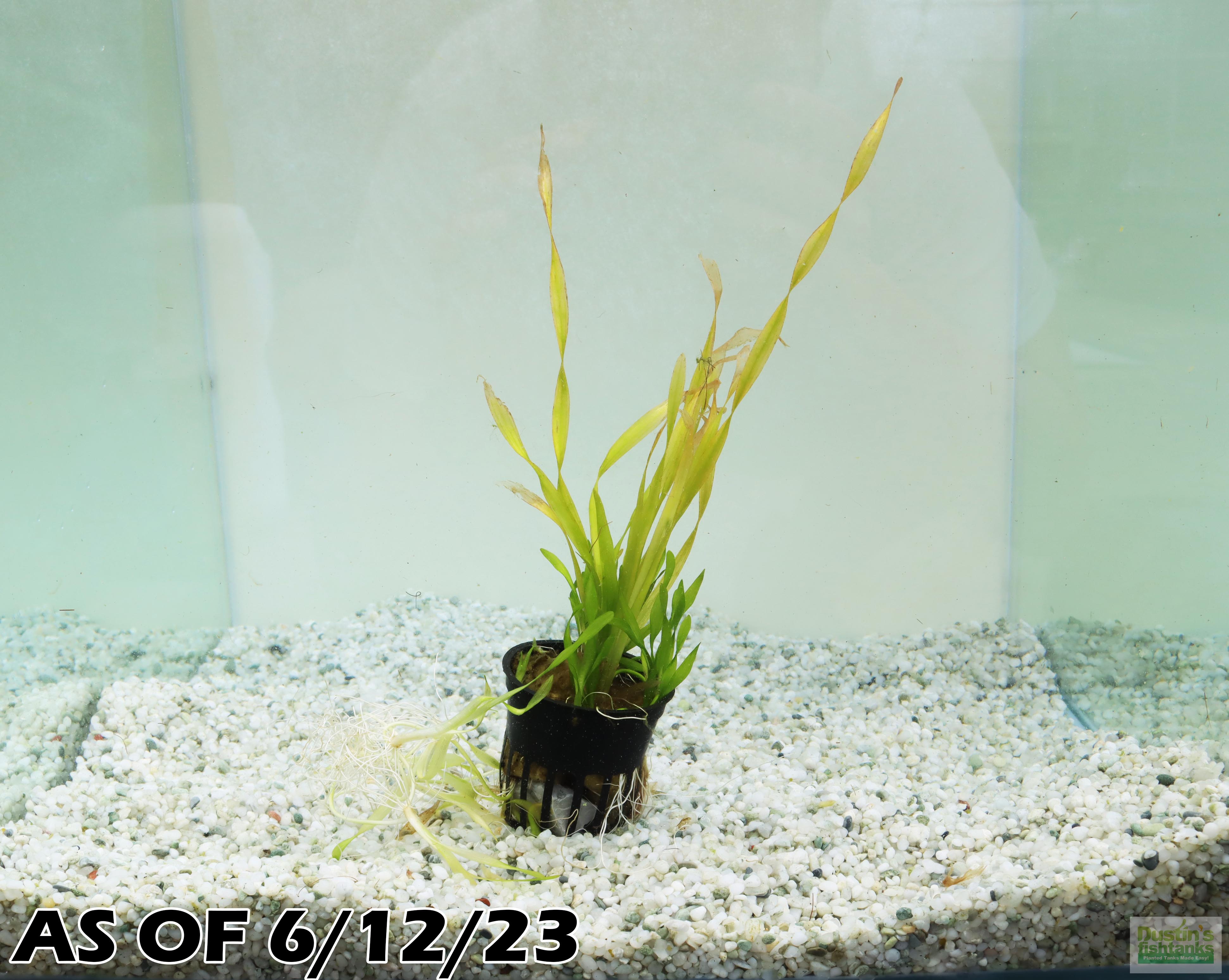 Superfish Easy Plants Plante d'aquarium 30cm Nr.1 L