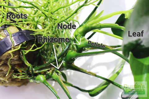 A labeled diagram of the external structures of Anubias nana (including the rhizome, leaf, petiole, nodes, and roots)