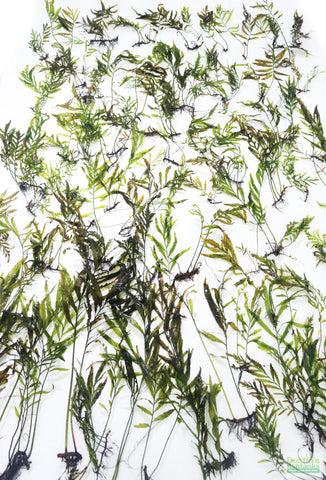 A lot of Bolbitus heudelotii (African Water Ferns), green aquarium plants, arranged on a white background