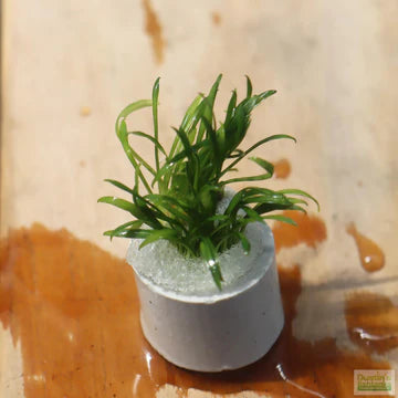 Cryptocoryne parva, the shortest crypt variety; a short, green, crypt aquarium plant in a white pot