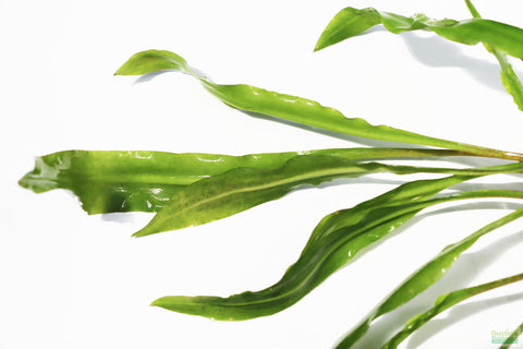 A few long, green leaves of Cryptocoryne spiralis 