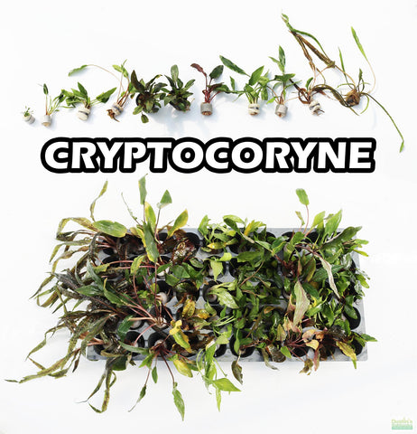 A group of various Cryptocoryne aquarium plant species