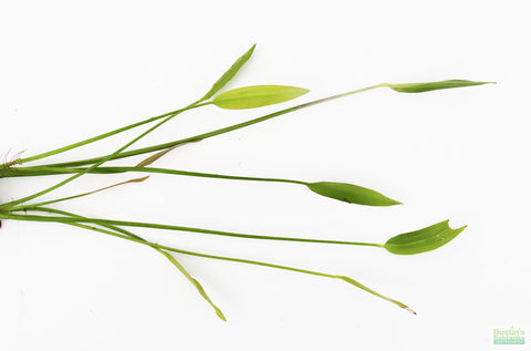 Several stems of Echinodorous argentiensis on a white background. It's a light green plant with long, narrow stems and spear-like leaves