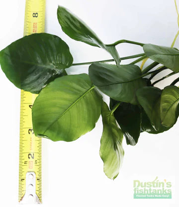 A yellow ruler held up to Anubias barteri var. broad leaf; the dark green leaves are tough and several inches wide