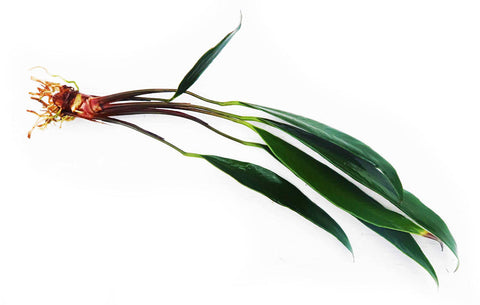 Anubias afzelli, a green, vascular aquarium plant