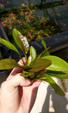 A hand holding an Echinodorous Deep Purple Aquarium Plant