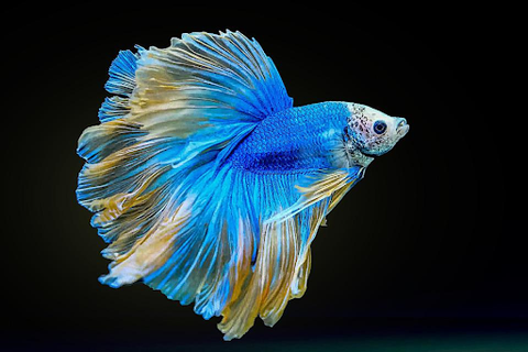 10 Myths You Might Believe About Betta Fish – DustinsFishtanks